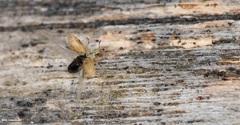 Malvapion malvae