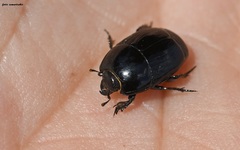 Margarinotus graecus