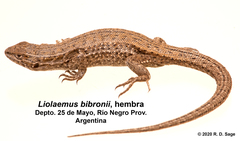 Liolaemus bibronii