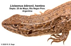 Liolaemus bibronii