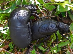 Meloe tuccius