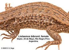 Liolaemus bibronii