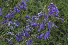 Campanula collina