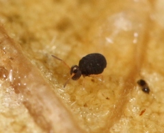 Sminthurinus aureus