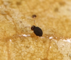 Sminthurinus aureus