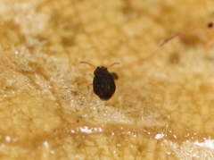 Sminthurinus aureus