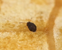 Sminthurinus aureus