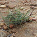 Aristolochia palmeri - Photo (c) Abraham Ornelas, algunos derechos reservados (CC BY-NC), uploaded by Abraham Ornelas