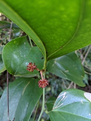 Smilax bracteata