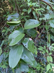 Smilax bracteata