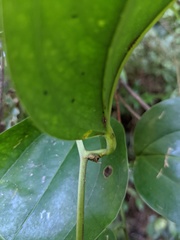 Smilax bracteata