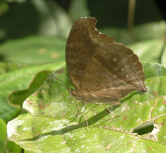 Junonia iphita iphita