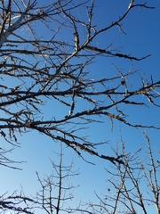 Liquidambar styraciflua