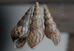 Melanoides tuberculata