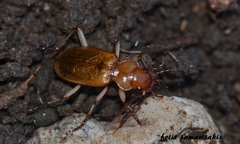 Nebria testacea