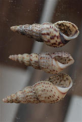 Melanoides tuberculata