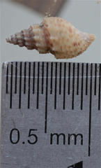 Mieniplotia scabra