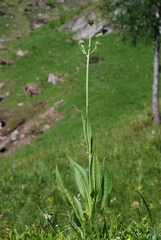 Knautia longifolia