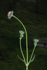 Knautia longifolia