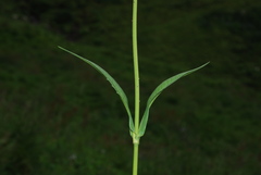 Knautia longifolia
