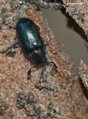 Necrobia violacea