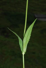 Knautia longifolia