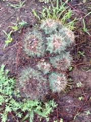 Coryphantha georgii