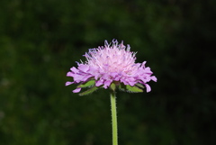 Knautia longifolia