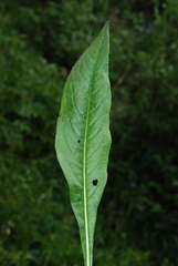 Knautia longifolia