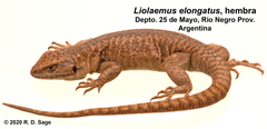 Liolaemus elongatus