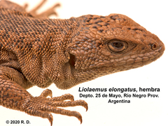 Liolaemus elongatus