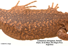 Liolaemus elongatus