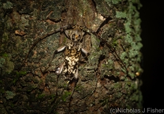 Phacodes bellus