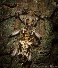 Phacodes bellus