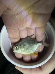 Trachinotus
