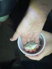 Trachinotus