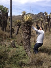 Espeletia hartwegiana