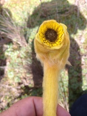 Espeletia hartwegiana