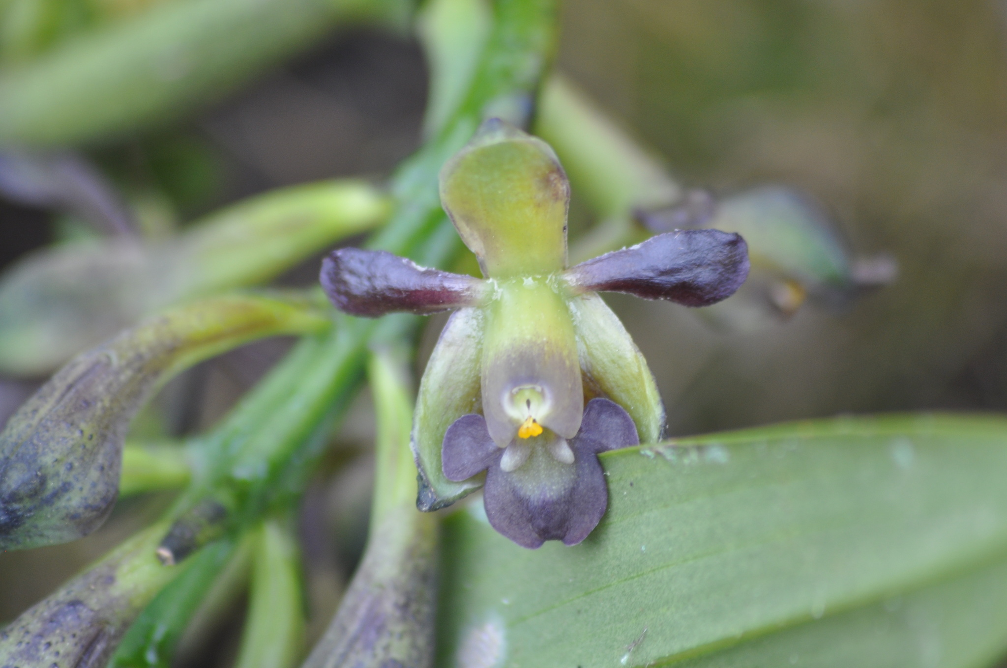 Epidendrum molinae Hágsater