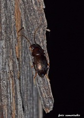 Odocnemis cretensis