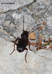 Odotoncarus robustus