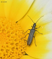 Oedemera crassipes