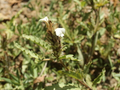 Blepharis laevifolia