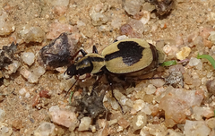 Graphipterus cordiger