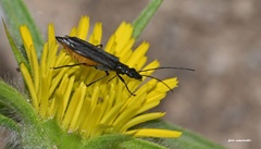 Oedemera rufofemorata
