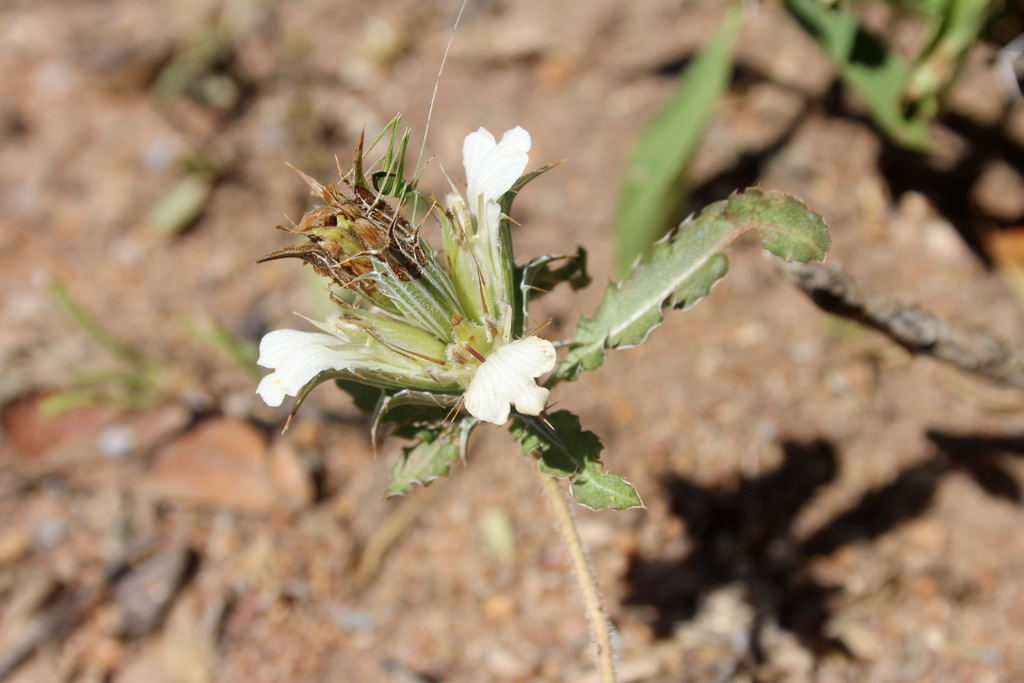 Blepharis laevifolia