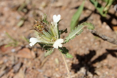 Blepharis laevifolia