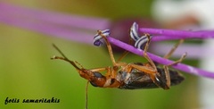 Oedemera murinipennis
