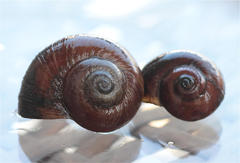 Lanistes boltenianus