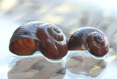 Lanistes boltenianus